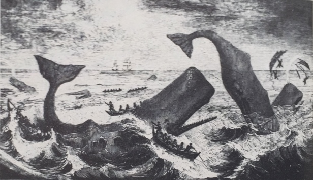 moby dick sperm whale boats