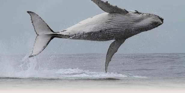 Sapphire-Coast-Hero-Images-Leaping-whale